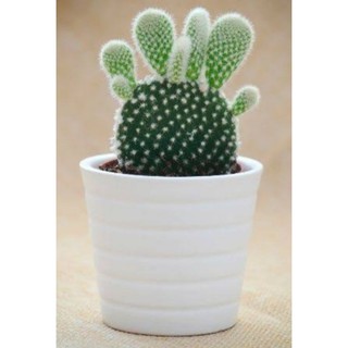 Opuntia Microdasys Cacto Orelha De Mickey Branca Shopee Brasil