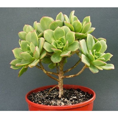 Aeonium Suculenta Haworthii Sementes Echeveria Cacto Shopee Brasil