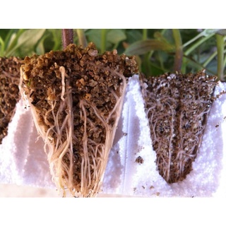 Vermiculita Expandida Media Grow Cultivo Litros Shopee Brasil