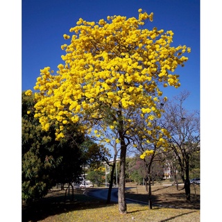 Sementes De Ip Amarelo Paulista Tabebuia Chrysotricha Shopee Brasil