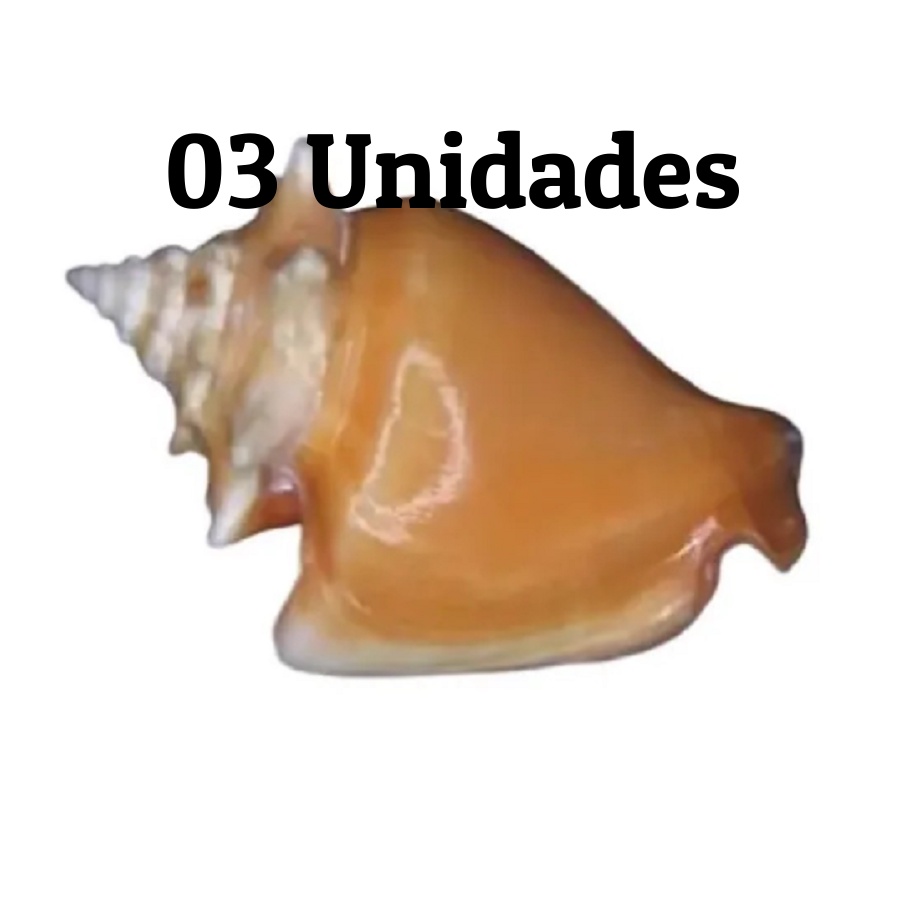 03 Unidades Caramujos - Búzios - Conchas do Mar - Pregoaí - Aquários/Decoração