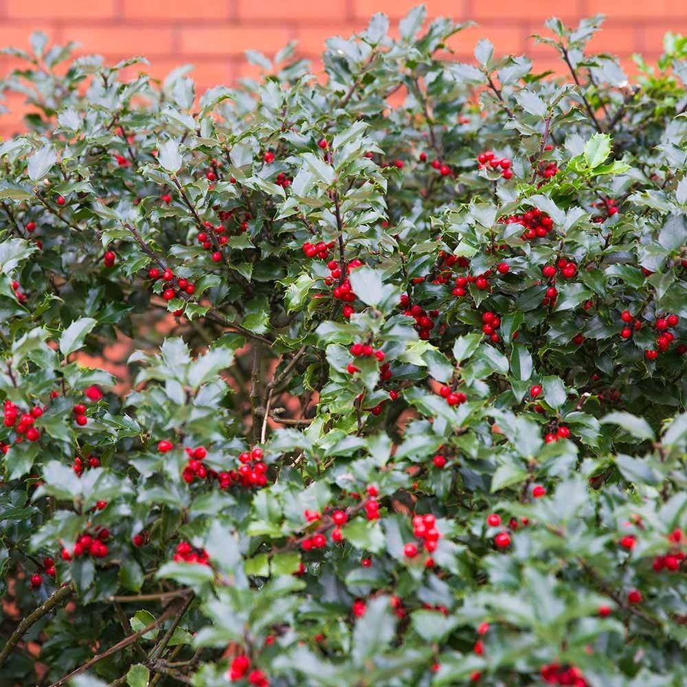 Sementes Azevinho Bonsai Ilex Aquifolium P Mudas Shopee Brasil