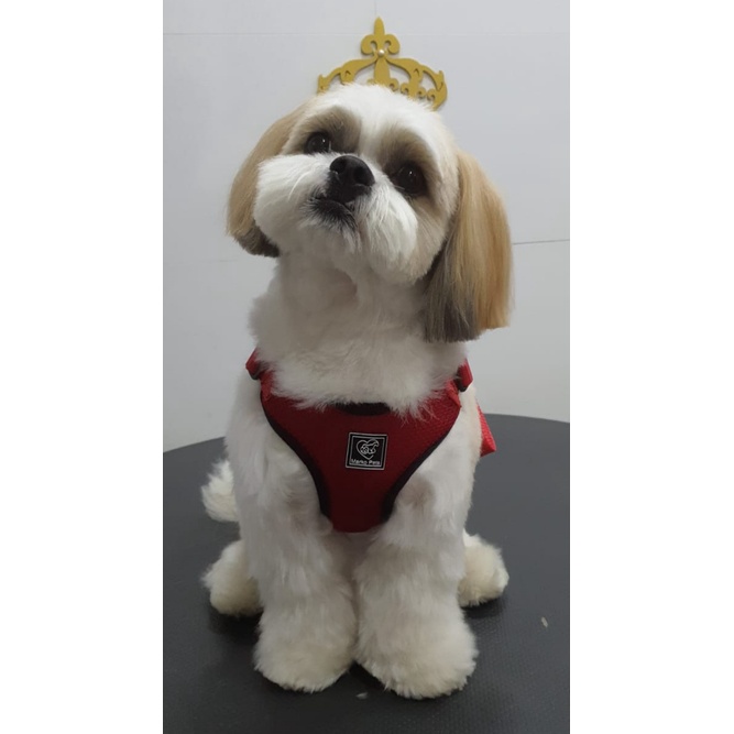 Kit Coleira Peitoral com Guia e Cinto de Segurança - Seguro e Confortável - Nacional