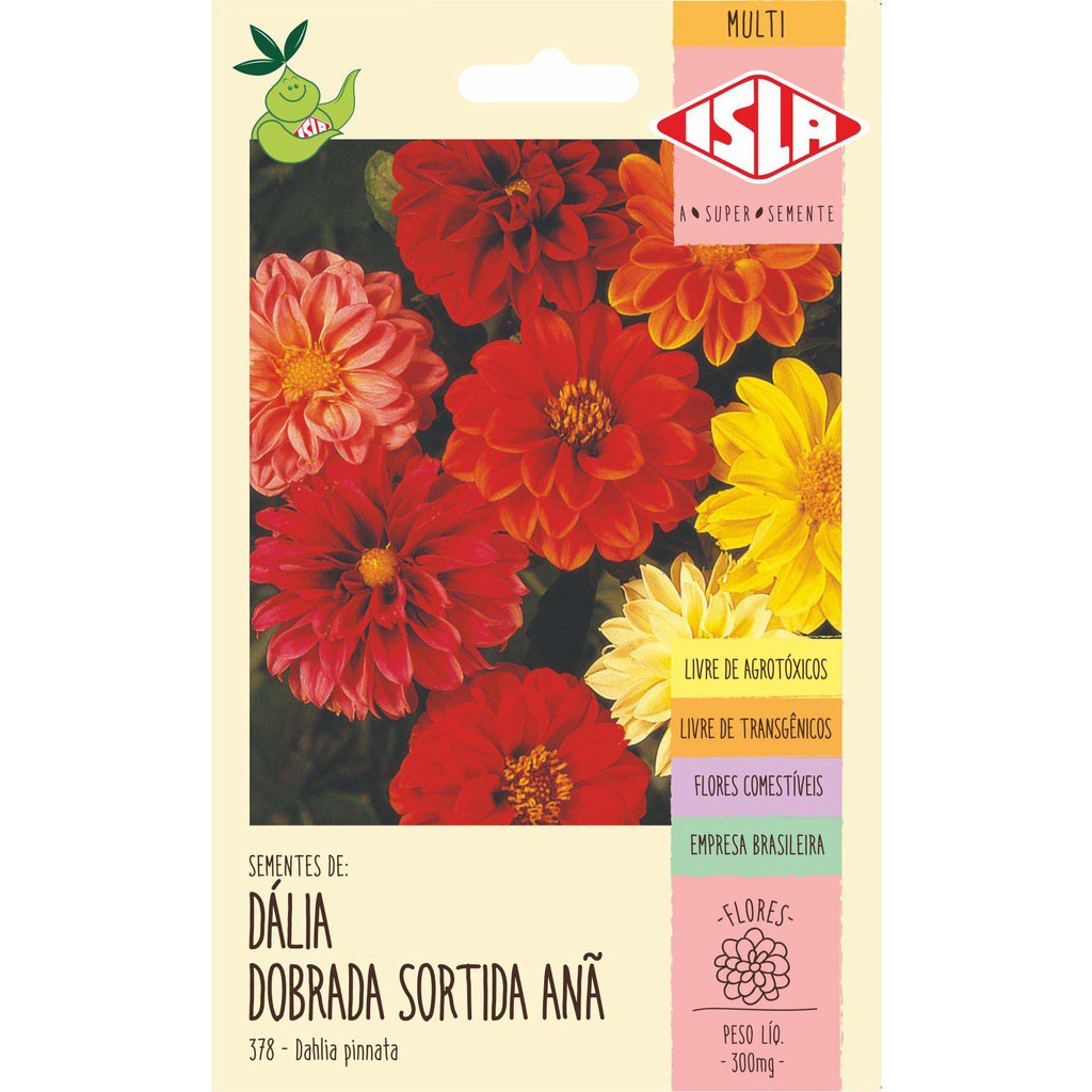Dália Dobrada Sortida Anã: Onde Comprar | BuscaProdutos