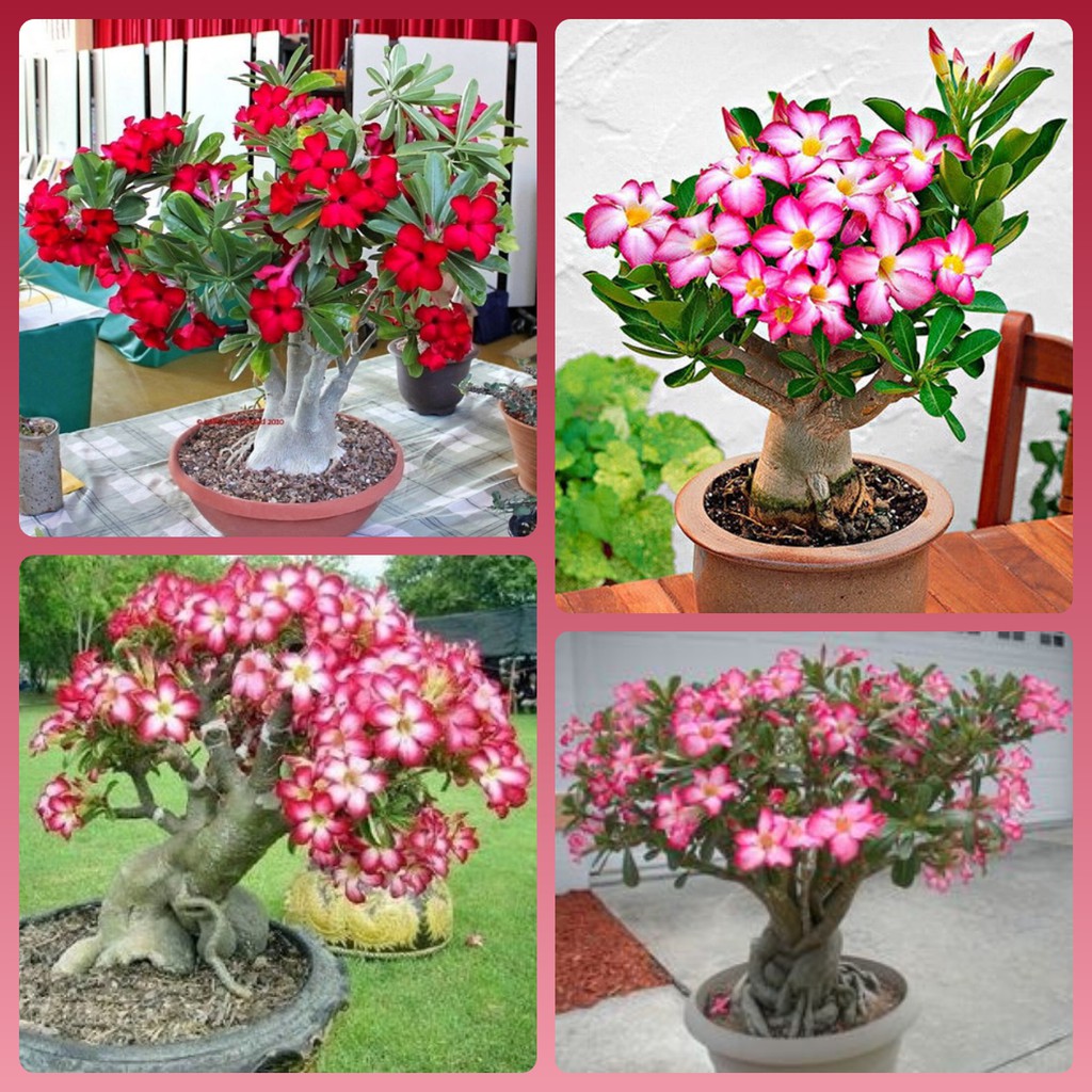 2 Sementes de Rosa do Deserto Sortidas Mix de Cores Adenium Obesum Bonsai  Vaso Jardim YzOp | Shopee Brasil