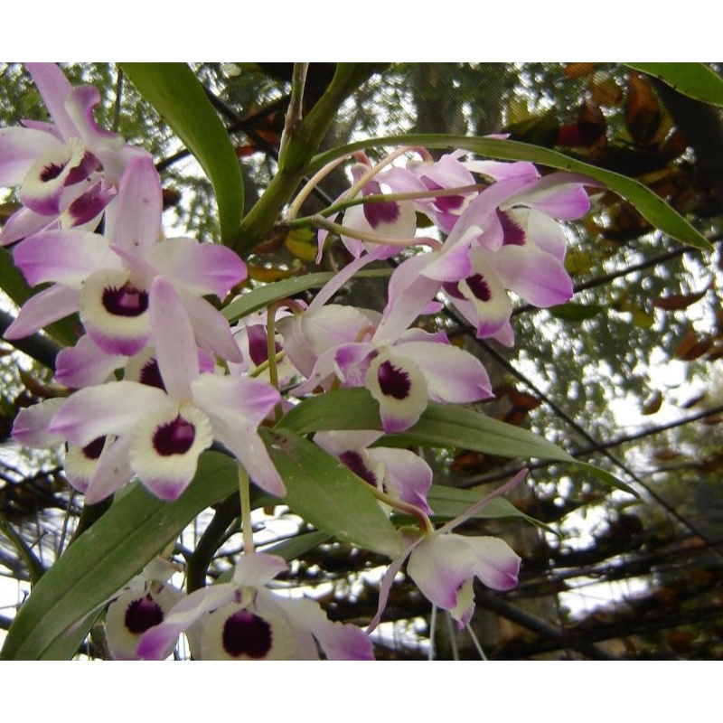 Orquídea Dendrobium amarela e roxa (muda) | Shopee Brasil
