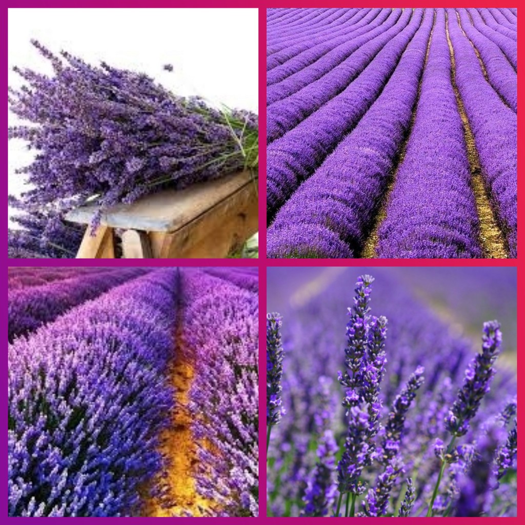 Sementes Lavanda Verdadeira/Alfazema Flores Comestiveis Para Mudas, Vaso, Jardim, Horta, Campo/ Ornamental 200 Sementes