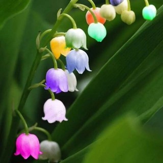 50 sementes de Orquídea lírio do Vale