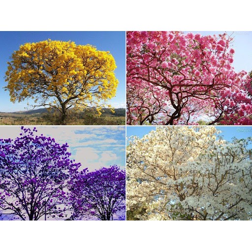 ipe amarelo/roxo/rosa/branco