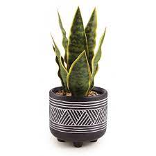 vaso de planta