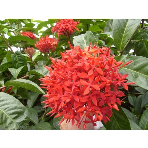 Mini Ixora 10 Sementes Chinesa Vermelha jardins tropicais | Shopee Brasil