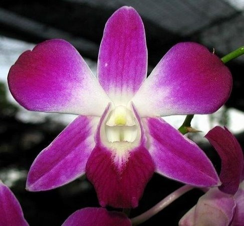 Super Promoção Kit 05 Mudas De Orquídea Denphal De Calor | Shopee Brasil