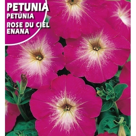100 Sementes De Petunia Anã Rose Du Flor Vasos Ciel | Shopee Brasil