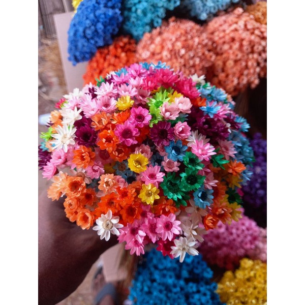 Sempre Vivas Coloridas , Kit com até 2.000 flores secas Premium