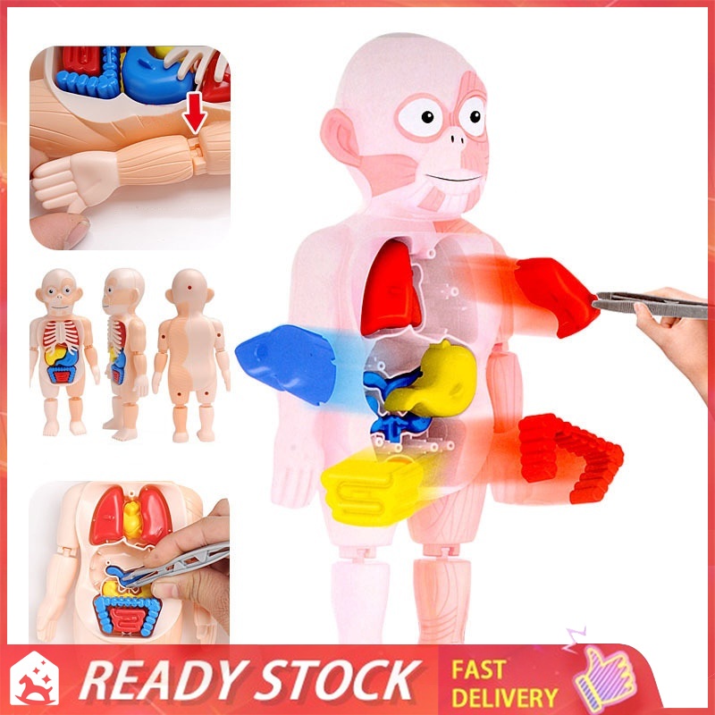 Kid Montessori 3D Anatomia Do Corpo Humano Modelo Educacional Aprendendo  Organ Montado Brinquedo Ferramenta De Ensino Para Crianças | Shopee Brasil