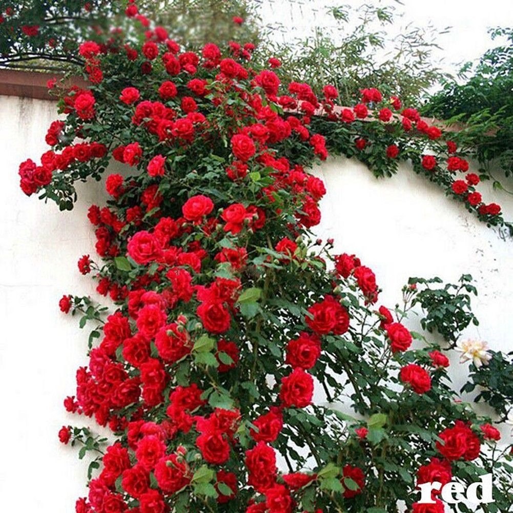 20 Sementes Sadias Rosa Flor Trepadeira Vermelha Raras Para Sementes Sadias