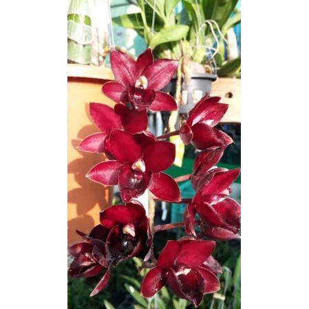 Orquídea Catasetum After Dark Black Cherry Red Adulta | Shopee Brasil