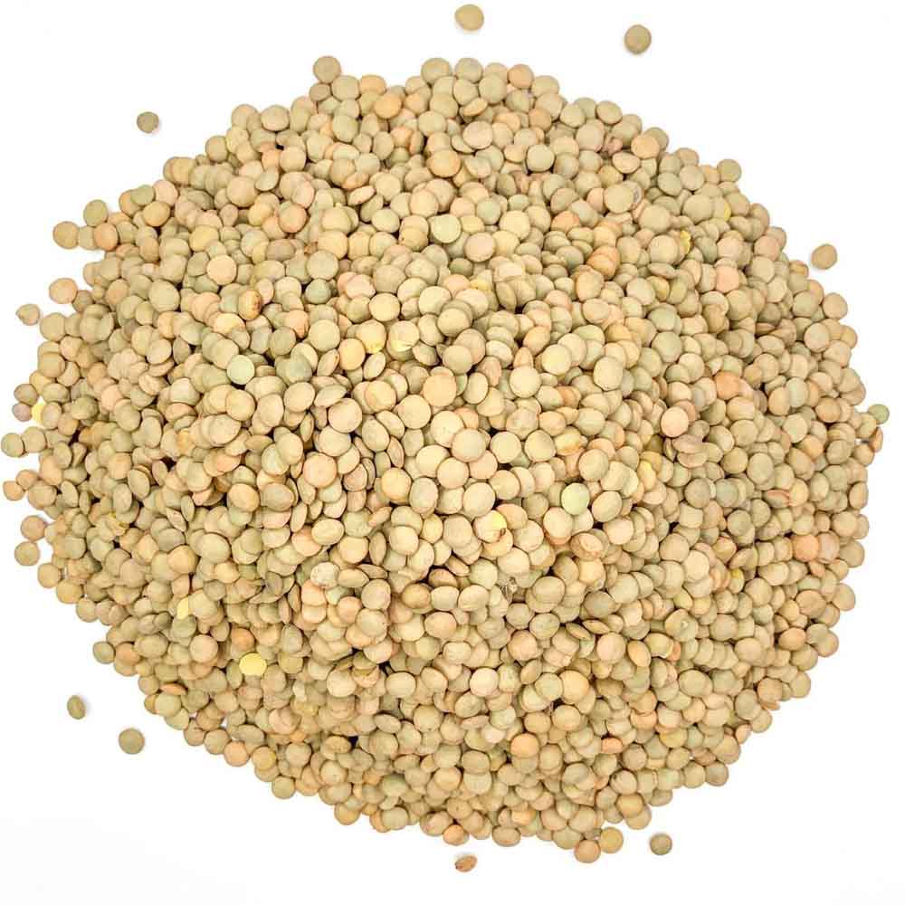 Lentilha Canadense