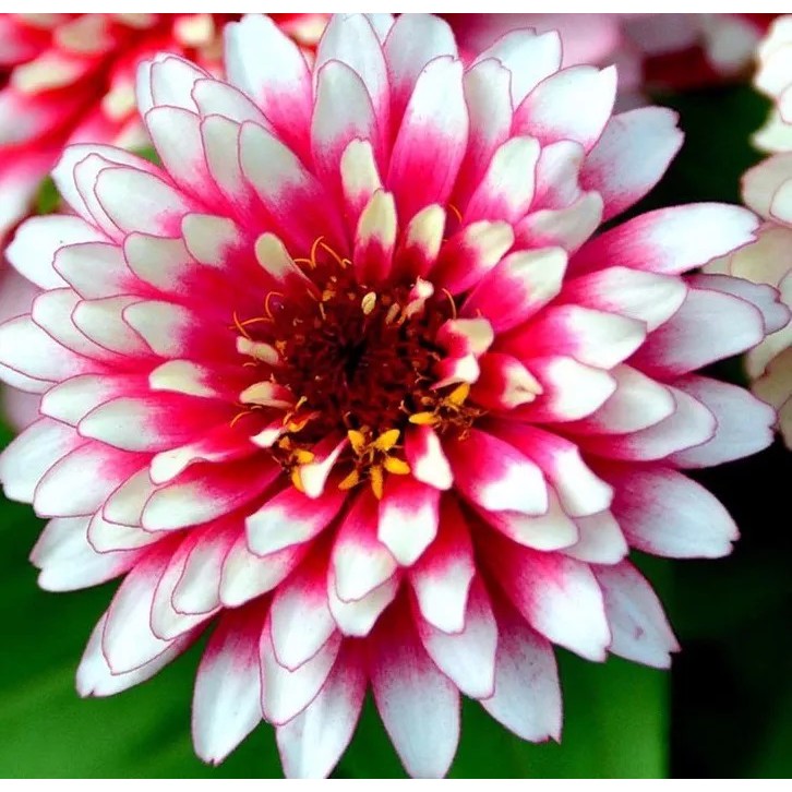 15 Dália Importada Sortida Dahlia - Sementes Flor Pra Mudas | Shopee Brasil
