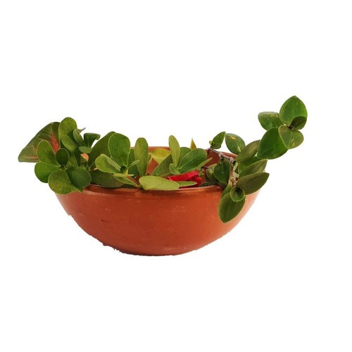Vasinho Para Suculentas Plantas Flores Cactos Vaso De Barro