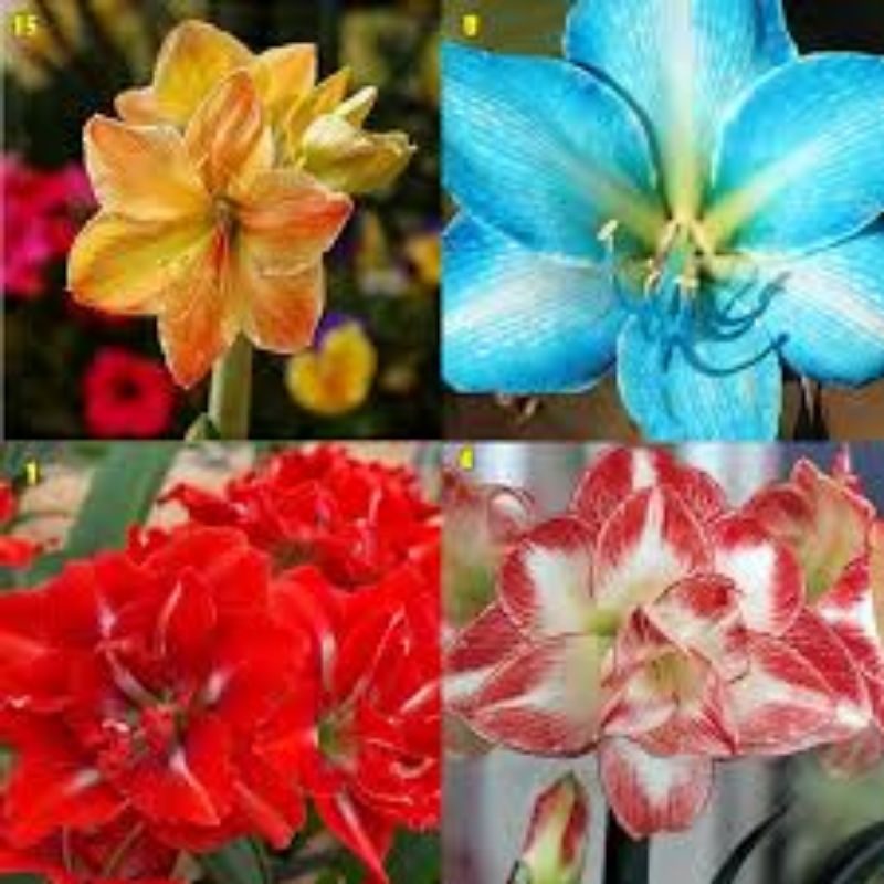 50 seeds flores amaryllis Planta ornamentais | Shopee Brasil