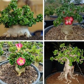 Sementes rosa do deserto dorset horn em Oferta na Shopee