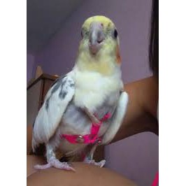 Coleira  Para Calopsita - Facil Colocação