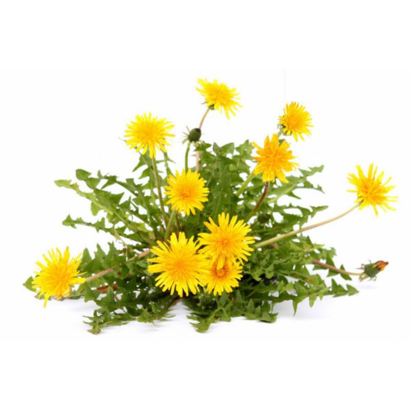50 Sementes Dente De Leão - Taraxacum Officinale - Panc