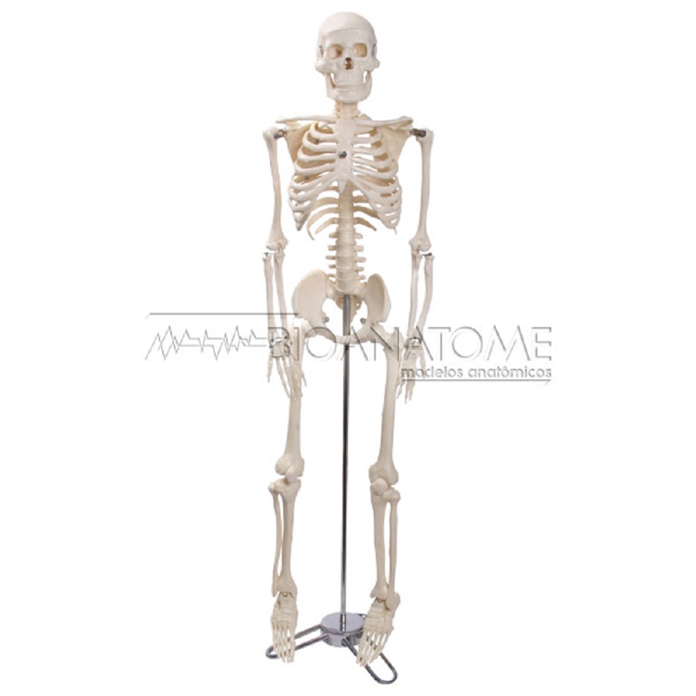 Esqueleto humano 85 cm com base