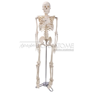 Esqueleto humano 85 cm com base