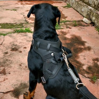 OFERTA ! Peitoral Coleira para Cachorro em couro sintético com alça + Guia com amortecedor Pet Pitbull Pastor Rottweiler em Oferta na Shopee