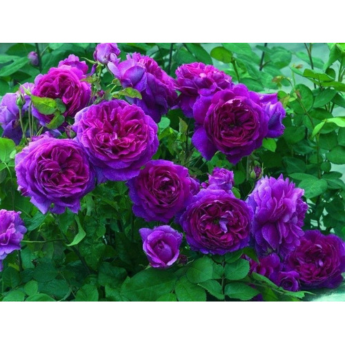 Rosa Lilás Plantas Rosas 10 Sementes Flor Roxa | Shopee Brasil