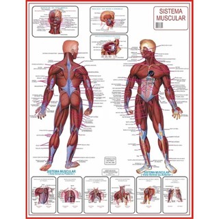 Mapa Do Corpo Humano Sistema Muscular Anatomia 120 cm x  90 cm - Grande