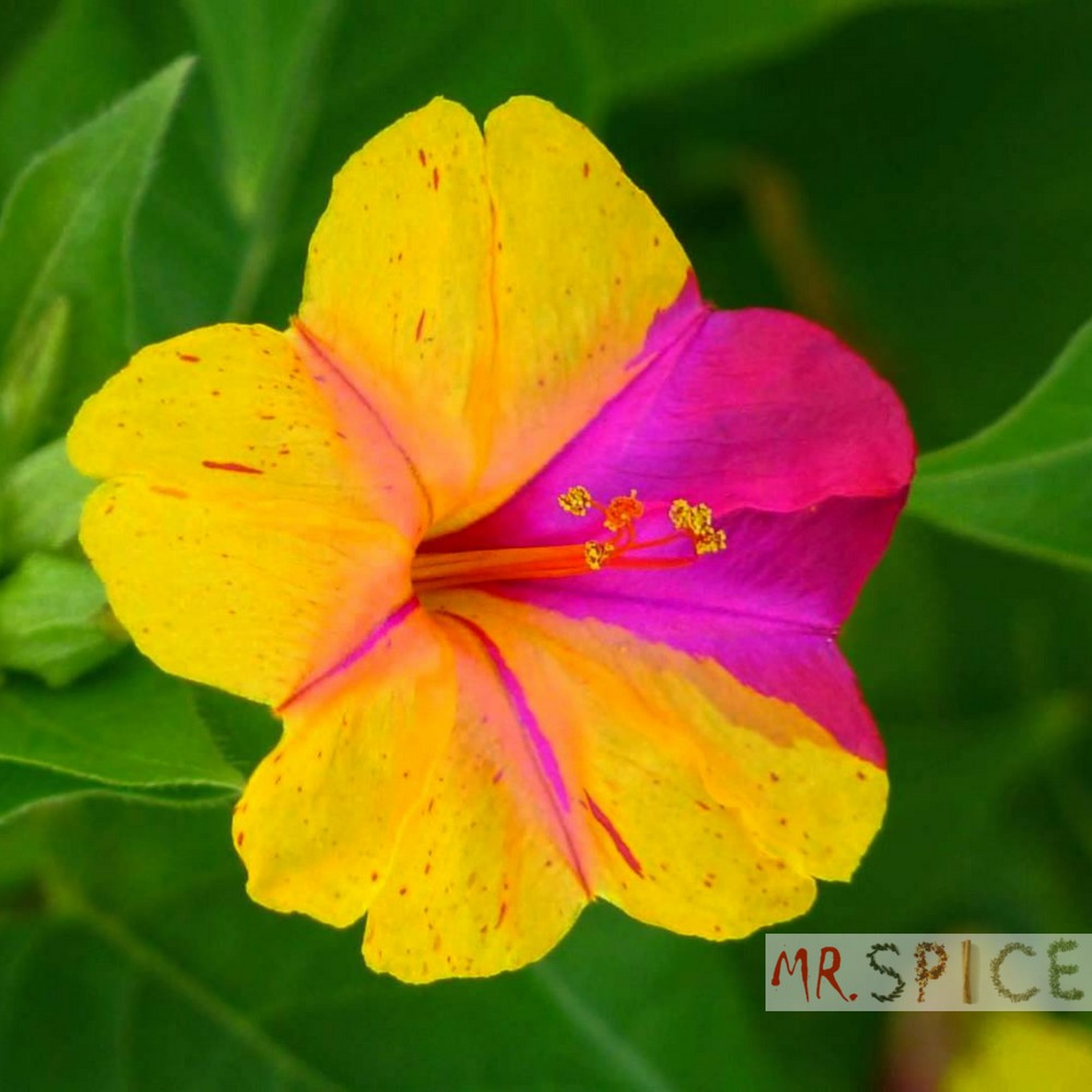 Flor Maravilha Mirabilis Multicoloridas pronta para o plantio | Shopee  Brasil