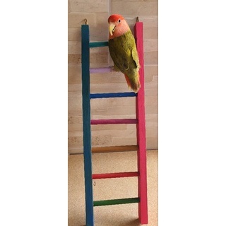 BRINQUEDO ESCADA 40CM COLORIDO, PARA CALOPSITA, PERIQUITO, AGAPORNI RED RUMP E OUTROS