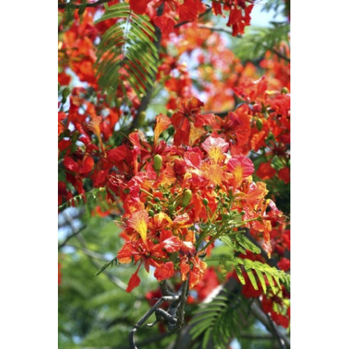 4 Árvores Anã P Casa Jardim Flamboyant Grevilea Ipê 200 Sementes para mudas  | Shopee Brasil