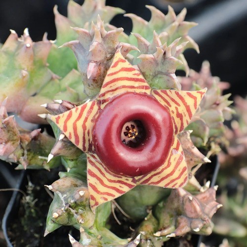 100 Sementes De Cactos Huernia Zebrina -