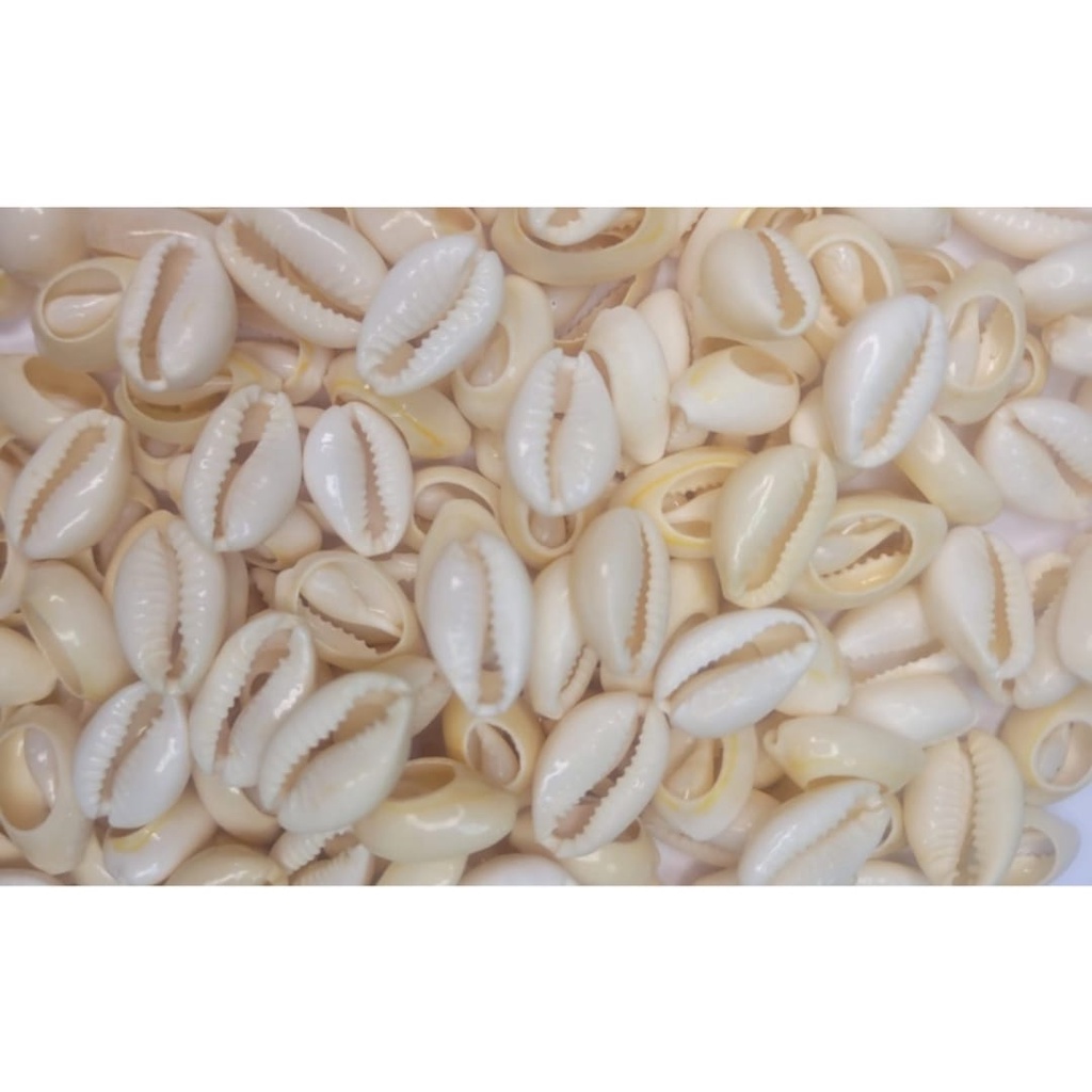 300 Unidades búzios natural para artesanato pequeno. Possui também 200/100/50/25 unidades.