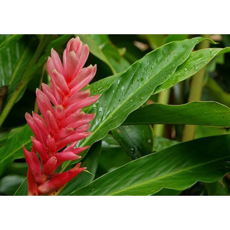 Alpinia Purpurata Red Ginger Ubicaciondepersonascdmxgobmx