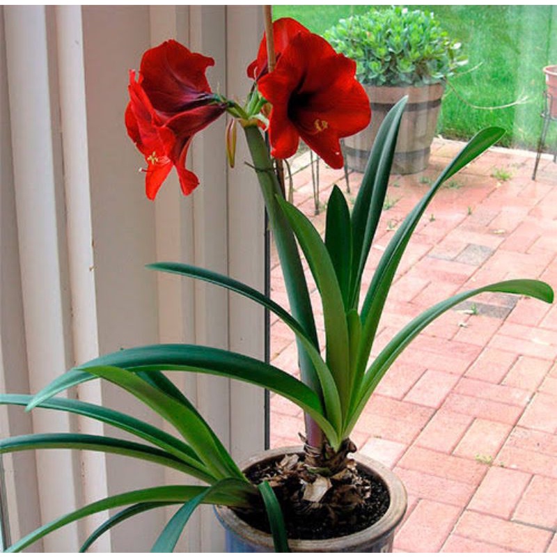 50 seeds flores amaryllis Planta ornamentais | Shopee Brasil