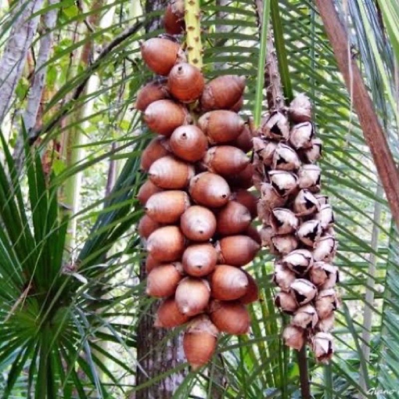 Óleo de Coco Babaçu: Onde Comprar | BuscaProdutos