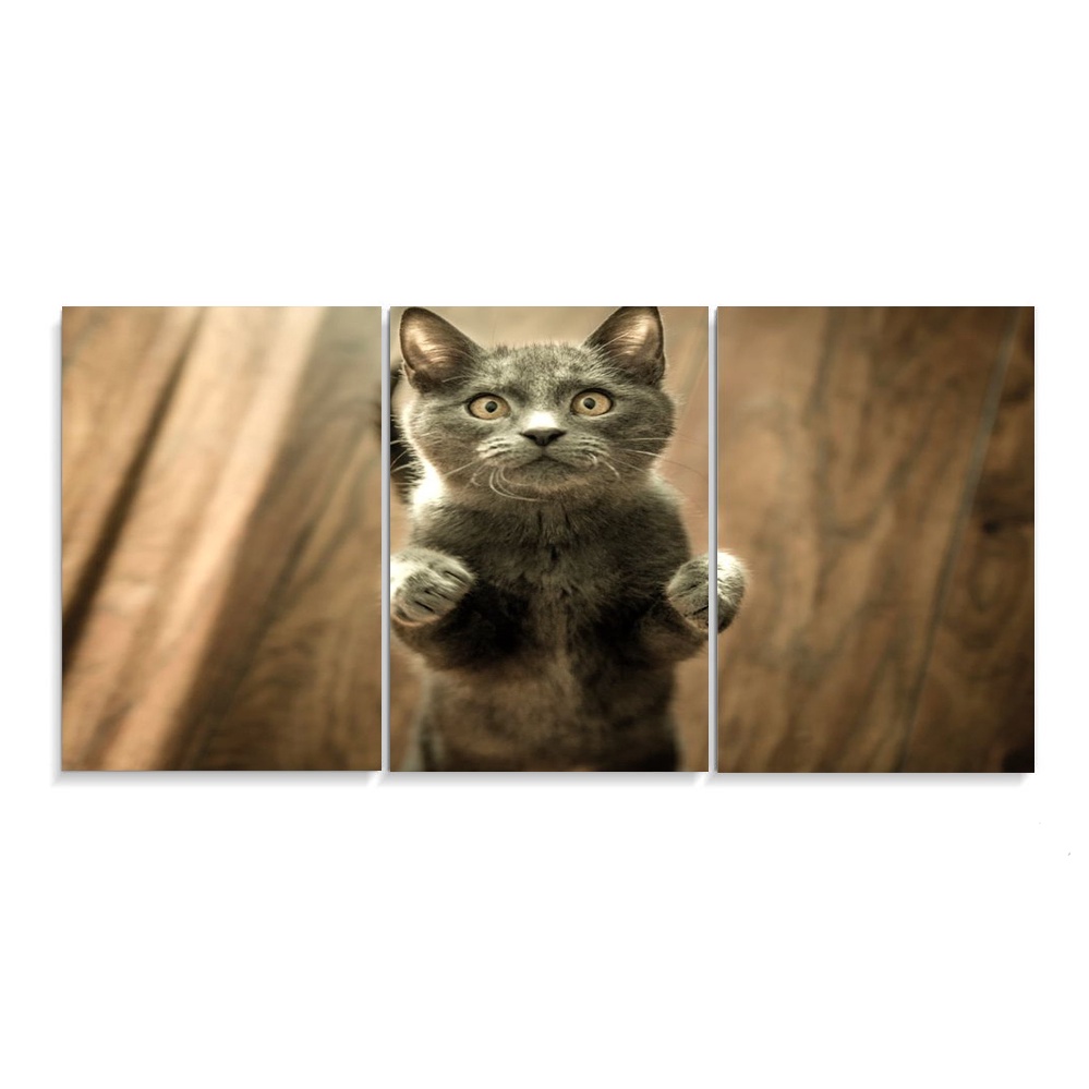 Quadro Decorativo 3 Peças 3mm gato filhote pet
