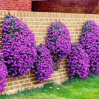 10 Sementes De Aubrietia Roxa delicada