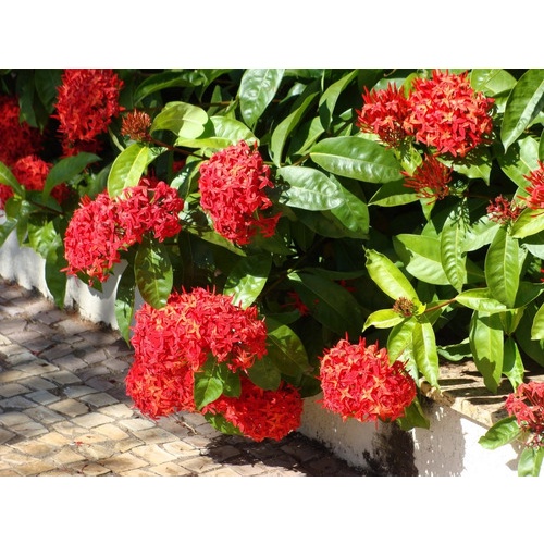 Ixora Chinesa 10 Sementes planta Vermelha | Shopee Brasil