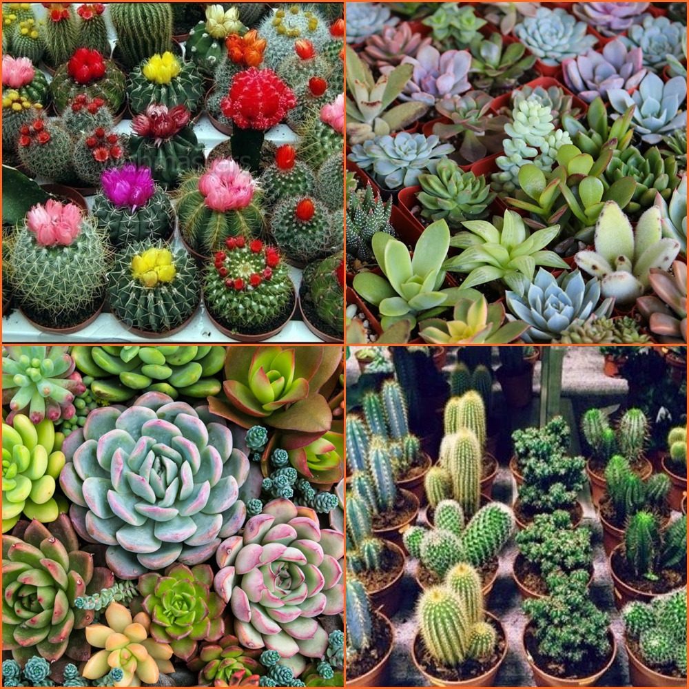 Mix 600 Sementes 300 De Mini Cacto + 300 De Suculentas