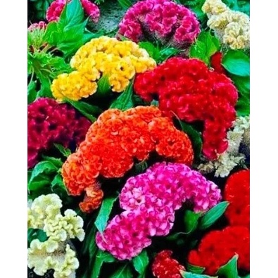 200 Sementes p/ plantio da Flor Celosia Cristata Anã - A Crista de galo -  suspiro - Sementes Mistura de cores | Shopee Brasil