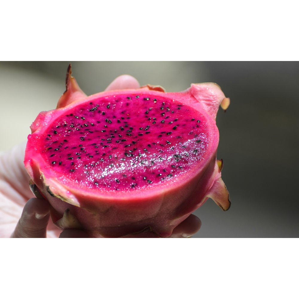 sementes de pitaya rosa para plantio | Shopee Brasil