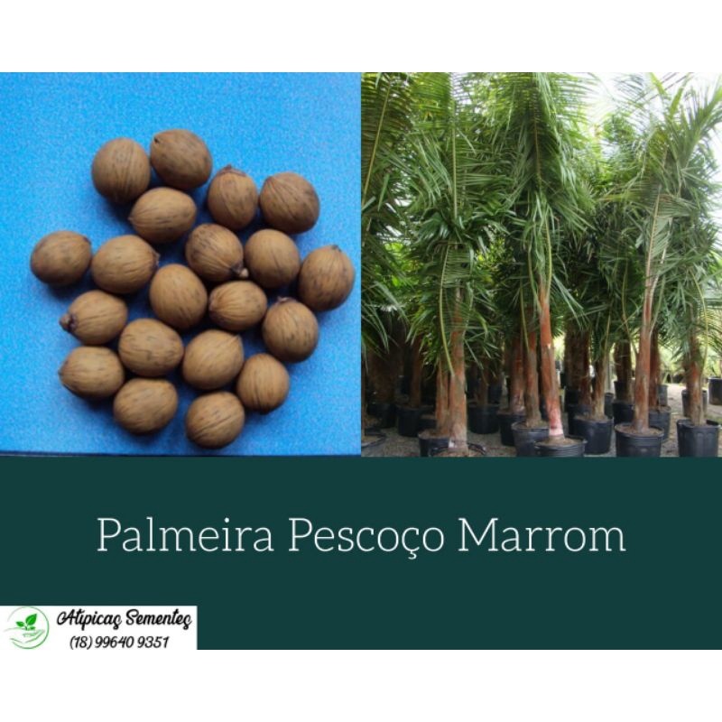 Semente da Palmeira Pescoço Marrom