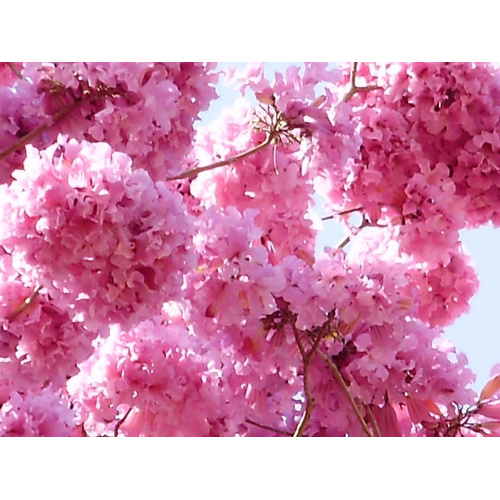 50 Sementes P Muda Ipê Bola Rosa Sítio Jardin Fazenda Praça