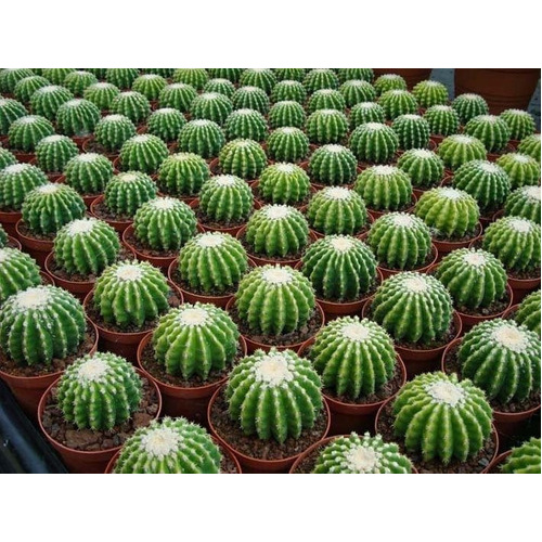 Cactos Bola Cactus Barril 10 Sementes Cadeira De Sogra Flor | Shopee Brasil